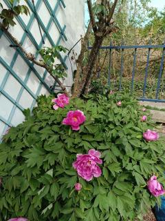 gite de l amboise - Saint-Valery-sur-Somme - 1