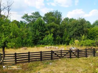 Dedovina, Gornja Tresnjevica, Aranđelovac - - 1