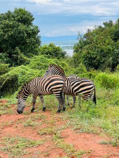 Nkunda tours - Buberuka - 2