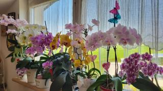 B&B A casa di Eleonora - Villafranca di Verona - 9
