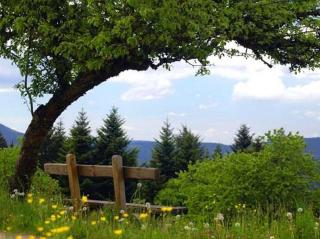 Landeckhof - Oberwolfach - 7