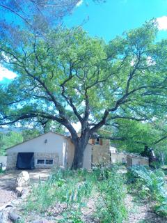 Sous un chêne bicentenaire - 3