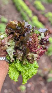 Barangata collections - 1