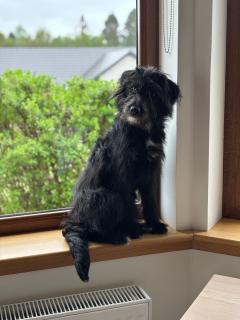 Danian B&B - Dingwall - 2