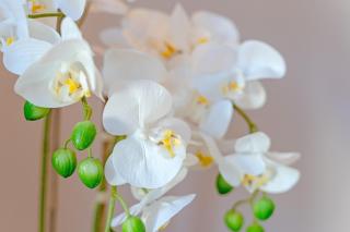 De Hüüs achtern Sandlid Haus B - Bosau - 1