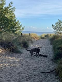 Reet am Strand mit Hund - Karlshagen - 0