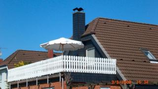 Dornieden - Fehmarn - 2