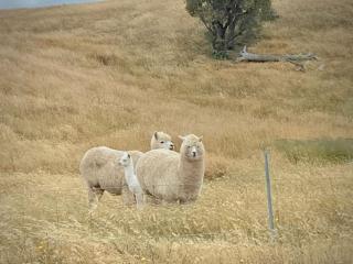 Luxurious Country Estate 6 BR 6 Bathroom - 2