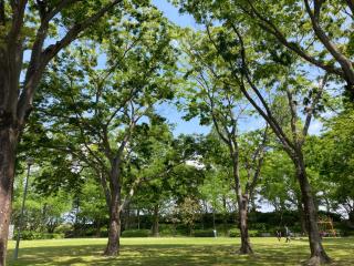 A Beautiful Large Japanese Home with Tatami room - 8
