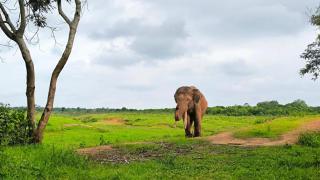 Satwa Elephant Eco Lodge - Labuhanratu - 3