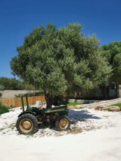 Grande Chambre tout confort 4 - Bonifacio - 1