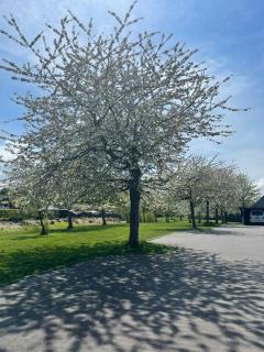 OstseeLiebe Garten, Terrasse und Strandnähe - Wendtorf - 9