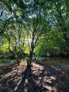 WoodLand Tskhvarichamia Private Cottage in Forest , 25 min from Tbilisi, Easy Access - 6
