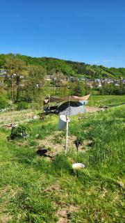 Camping im Igluzelt im Privatgarten mit Komfort Schlüchtern Main-Kinzig - Schlüchtern - 9
