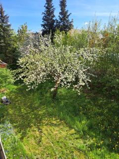 Green around - Niederdorla - 1
