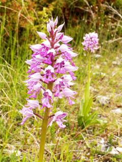 1A, Stuga med 50m till strand - 9