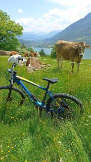 FeWo Löwenzahn, Oberstaufen/Wiedemannsdorf - Oberstaufen - 1