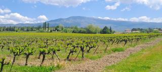 Le Bonheur à Ventoux - Saint-Pierre-de-Vassols - 7
