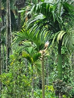 Homestay - Gonikoppal - 0