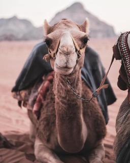 Rum Magic Desert - Wadi Rum - 1