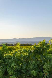 La Tiny House des Vignes du Château de Vauclaire - 4