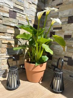 Bonita casa adosada - 8