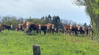 chambre d hôtes Ferme Bressane la barcarolle - Dommartin-lès-Cuiseaux - 4