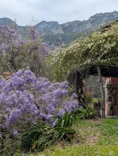 Maison de famille entre mer & collines - Charme, citronniers et tranquillité - Menton - 2