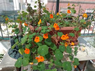 Malvasia room and apartament - Brindisi - 9