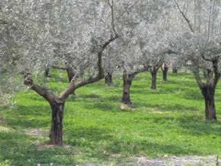 Ca'n Josep - Segorbe - 9