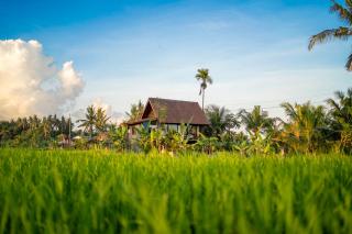Green Swaha Mas Wooden Villa - Ubud - 0