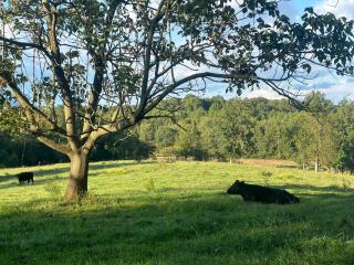 Yonah View King Beds - Wine Country Bliss - Cleveland - 8