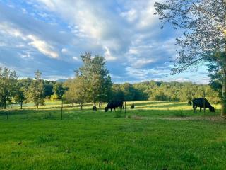Yonah View King Beds - Wine Country Bliss - Cleveland - 6