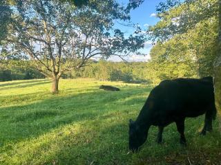 Yonah View King Beds - Wine Country Bliss - Cleveland - 5
