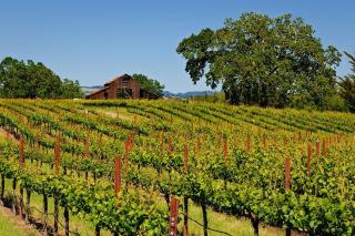 Enchanting Sonoma Wine Country Retreat 3BD2BA - Sonoma - 9