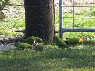 Mala Retreat, Shiraz Suite 5 Star Immaculate and Comfortable - 6