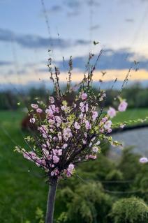 Zaczarowane Wzgórze - Domek w Beskidach - Czaniec - 7