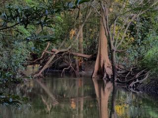 Attale eco resort - Nikawatawana - 6