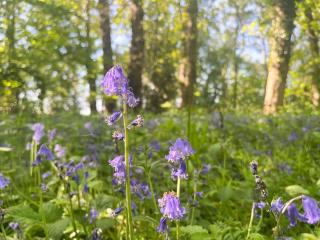 Cosy Countryside Apartment near hiking trails - Nuthurst - 2