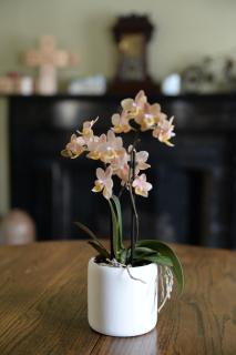 The Bed and Breakfast at Oliver Phelps - Canandaigua - 7