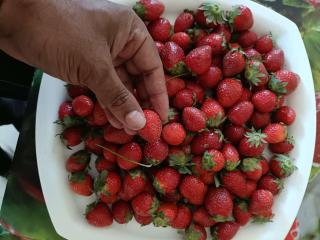 Strawberry vacation mountain view - Panchgani - 6