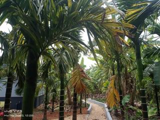 Jolly Homestay - Jog Falls - 1