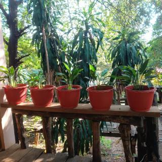FamilyHouse & Trekking - Banlung - 6