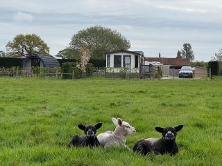 Field House Farm - Owl Lodge or Honey Pod - countryside stay near York - Skipwith - 4