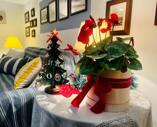 Dotty’s house - Rossano Stazione - 5
