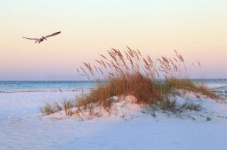 Pet Friendly, Patio, Close to Beach, QG515 - Hilton Head Island - 9