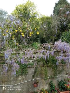 Belvedere di Caiazzo - Caiazzo - 7