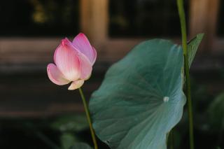 Indigo Homestay - Phú Quốc - 4