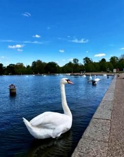 Hyde Park - Prime Location, Zone 1 - Londra - 4
