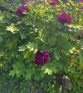 Ca d Andrea - Bagnone - 5